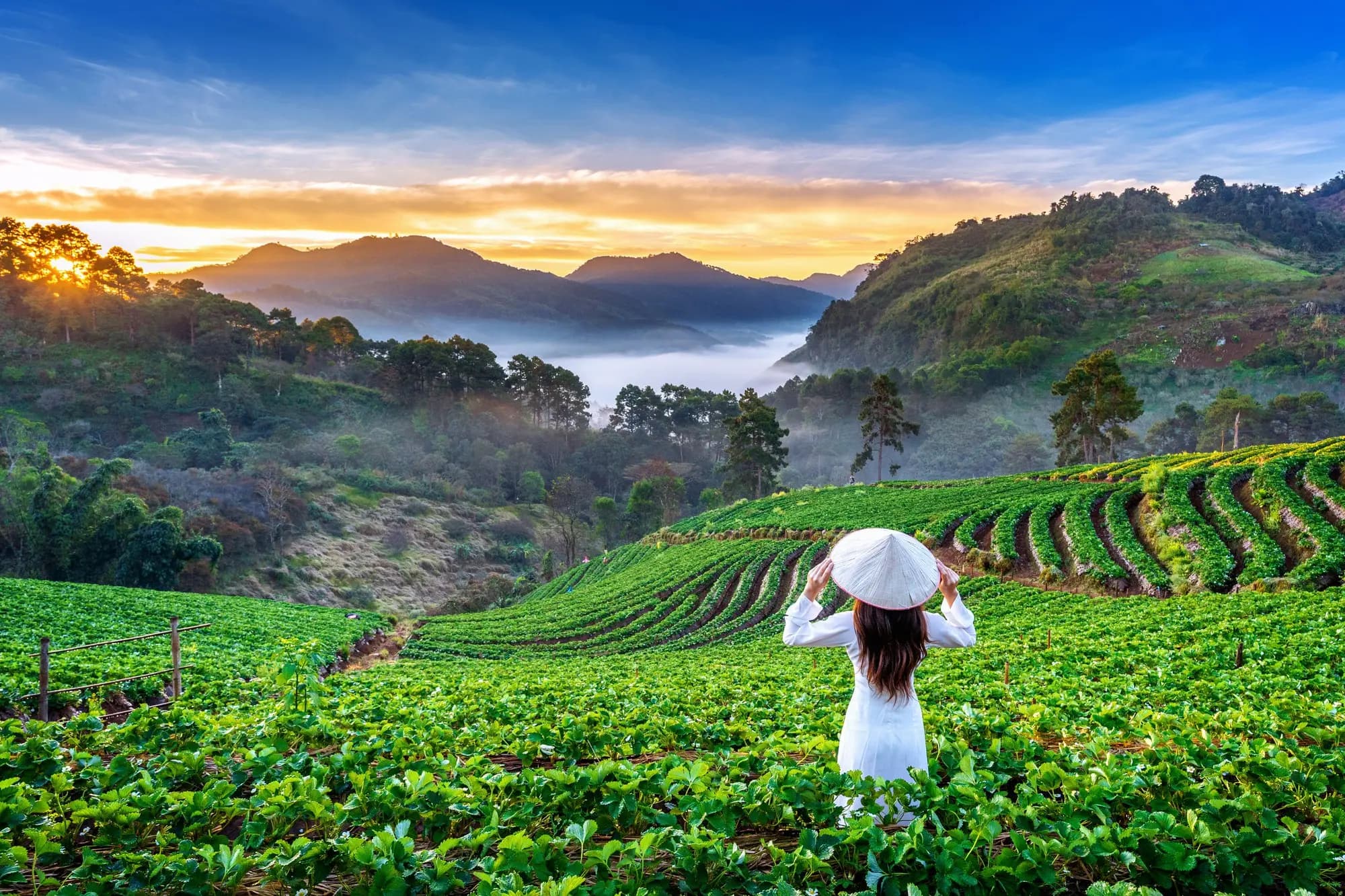 Thailand, where the Mango Mood story began